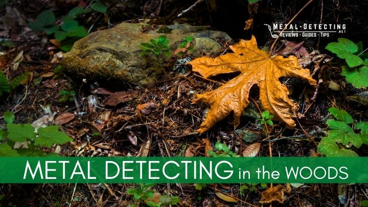 Read more about the article 8 Tips for Successfully Metal Detecting in the Woods